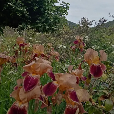 Des Sources Cevenol Chambon *