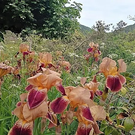Des Sources Cevenol Bed & Breakfast Le Chambon